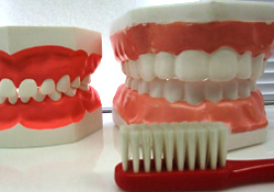 顎模型（乳歯・永久歯）の写真