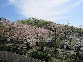 こども園からは大蓮公園の池や桜が見えます
