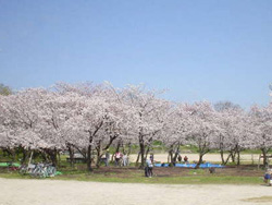 大浜公園の写真
