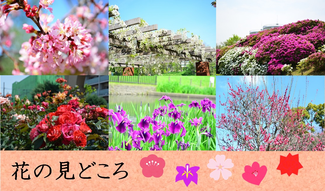 堺市内の花の見どころの紹介ページです。