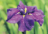 市花:花菖蒲