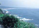 Tanegashima