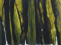 Kelp