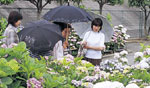 수국 구경