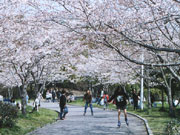 고젠공원의 벚꽃