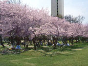 다이센공원의 벚꽃정원