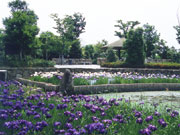후나토이케공원의 꽃창포