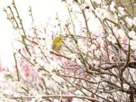 鮮やかなピンクの花を咲かせています