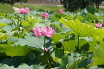 池一面蓮の花に覆われています