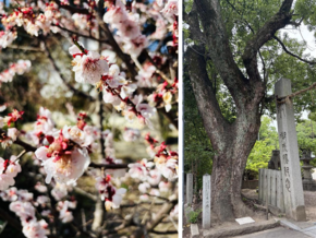 萩原神社の梅とクスノキの写真