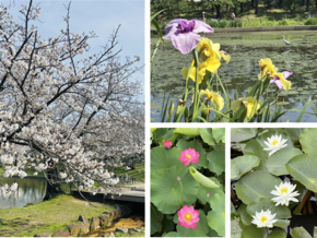 白鷺公園の写真
