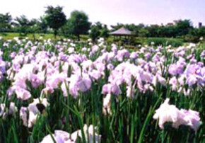 白鷺公園の花菖蒲の写真
