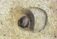 柱穴から出土した黒色土器碗（HI-6）の写真