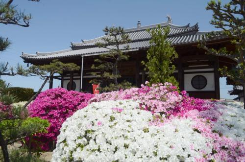 ツツジの名所で有名な法雲寺 （後の建物は大雄宝殿）