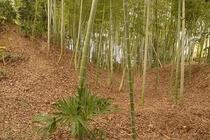 北村古塁（陶器城跡）「本丸跡」と堀跡（南から）の画像