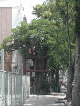 方違神社のくろがねもちの画像