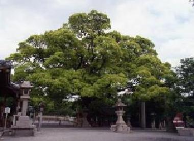 百舌鳥八幡宮のくすの画像