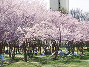 大仙公園の桜の園の写真