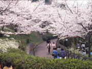 西原公園の桜の写真