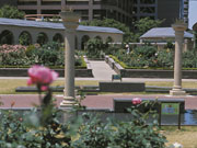 東雲公園のバラの写真