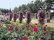 浜寺公園のバラ庭園の写真