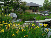 日本庭園のハナショウブの写真