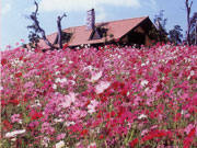堺・緑のミュージアム　ハーベストの丘のコスモスの写真