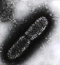 細菌とウイルスの大きさの比較の画像