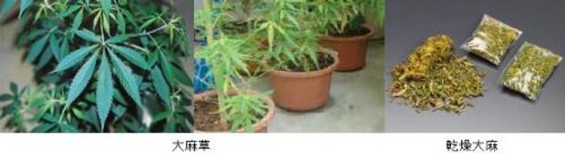 大麻草と乾燥大麻の写真