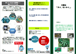 大麻リーフレットの表面