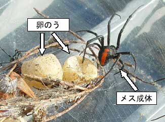 セアカゴケグモのメス成体と卵のうの画像