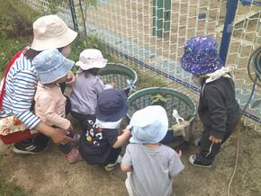 ビオトープにいるメダカの様子を見ています。