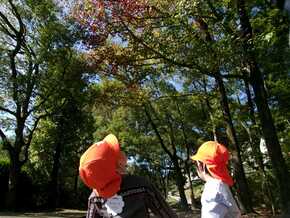 散歩に出かけ、木々の色づいたはっぱを見上げています