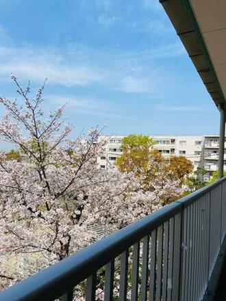 テラスから桜が見えます。