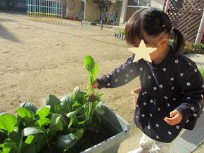 園児が小松菜を収穫しています