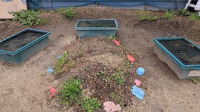 ビオトープの様子