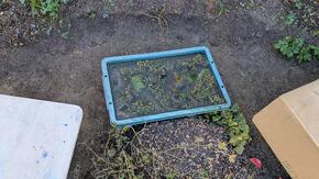 ビオトープに氷が張っているところ