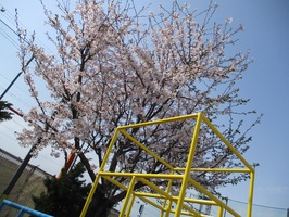 園庭の桜が満開