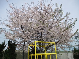 園庭の桜が満開になり、咲き誇っています。