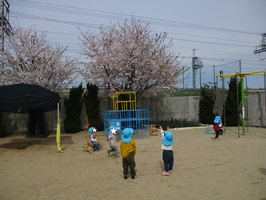 満開の桜の木を見て、楽しんでいるこどもたちです。