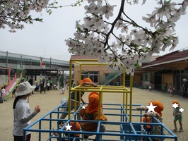 ジャングルジムの上から桜の花がよく見えます。