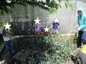 5歳児のこどもたちが、玉ねぎを収穫しています。