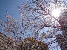 園庭の桜