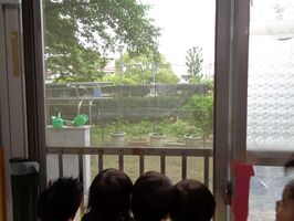 裏庭の夏野菜