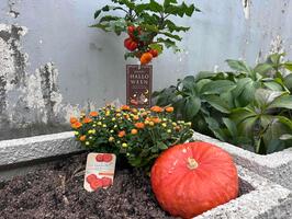 花壇に植えられた花とハロウィンの飾り物の写真