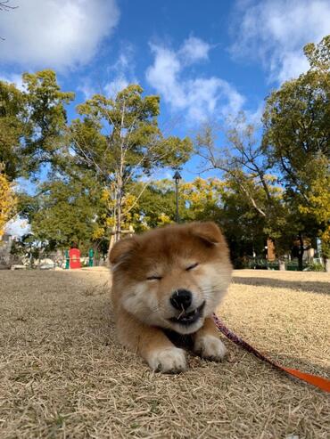 犬写真