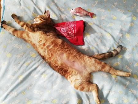 猫写真