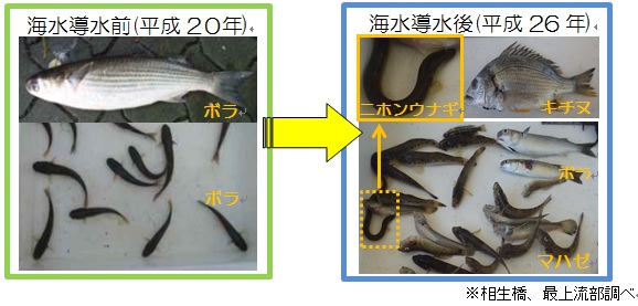 魚類調査