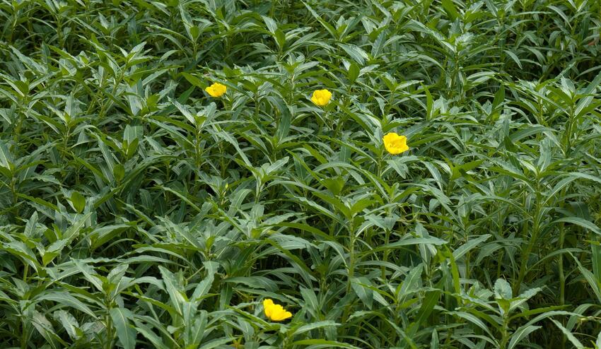 オオバナミズキンバイ