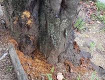 木の根本に溜まった木屑
